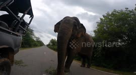 road bloker ( elephant) try to stop the jeep and finding food then move to get the camera