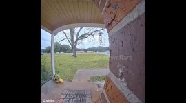 Dog Boops Neighbor's Doorbell