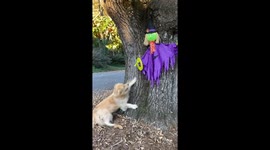 Timid Golden Rescues Frisbee From Witch's Clutches