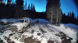 Two Mama Moose Clash In Driveway