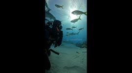 Diver Visits His Tiger shark Friend