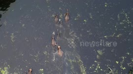 Stunning drone footage shows elephant herd make way through lake in Sri Lanka
