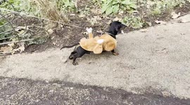 Hyde Park hosts the annual sausage dog walk