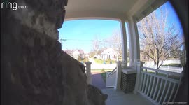 Squirrels Mate in Front of Doorbell Camera