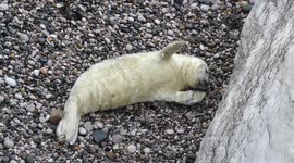 Cute 7 day old seal pup resting on the beach