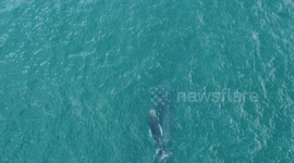Mother amd father humpback with baby whale