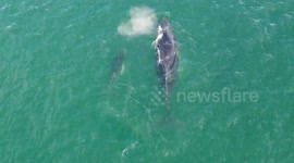 Mother humpback whale and baby