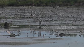 Amazing formation of siberia birds during migration at Berbak-Sembilang National Park in Banyuasin, South Sumatera, Indonesia