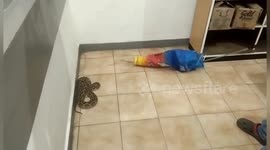 The deadly venomous viper was handed over to the Coimbatore forest officials and released in the dense forest.