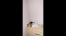 Kyiv resident's video reveals Russian shelling damage