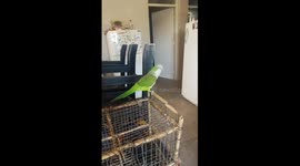 Dazzling Cumbia grooves: Totito the parrot's irresistible dance moves
