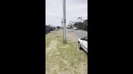 Tasmanian town takeover: mischievous seal wanders the streets