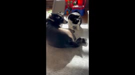 Unbreakable bond: dog Cherie and Cat Pochita's heartwarming relationship