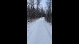 Video: dog vs. skunk showdown: Reuben's playtime turns stinky!