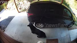 Unexpected visitor: bear inspects parked car at Smoky Mountain Lodge