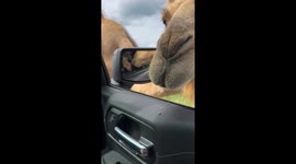 Wild safari encounter: fiancé's camel fear takes center stage