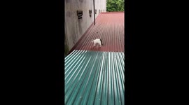 9-month-old Kát's hilarious attack mode: iron sheet shenanigans in Vietnam!