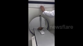 Kind-hearted Chinese owner pours several hundred pounds into treating ailing tortoise
