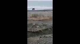 Terrifying chase: bear pursues runner along Yuzhno-Kurilsk Shoreline