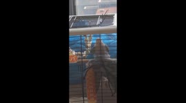 Self-taught Parrot Grooves with Strong Sense of Rhythm Amuses People in China