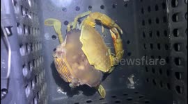 The moment the crabs shed their shells and come out of their old shells