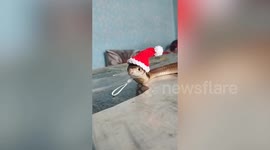 Pet cobra poses with a Santa hat