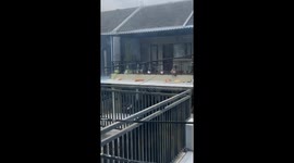 Quartet of serenity: daily balcony rituals of South Tangerang's neighborly cats