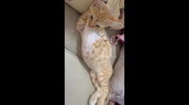 Coco the cat: cutely overloaded in relaxing pose