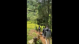 Friend's plunge: wooden bridge mishap at Water Gate Waterfall