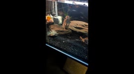 Hamster helps owner decorate fish tank
