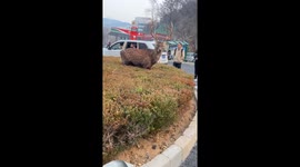 Roe Deer Strolls through Central Lawn Attracts Citizens in Northeast China