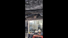 Heroic car owner rescues terrified stray kitten trapped in engine compartment