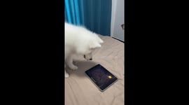 Samoyed puppy tries his hardest to catch tadpole on tablet screen