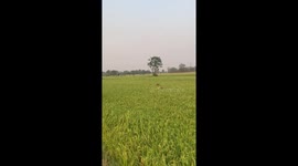 Overly happy pet dogs excitedly jump through paddy field