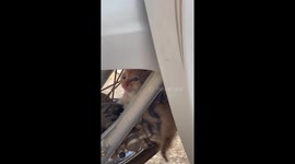 Woman rescues kitten stuck in a motorcycle wheel