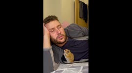 Sweet pet hamster cuddles with its sleeping owner