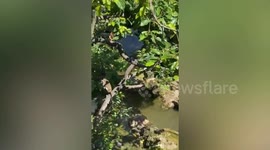 Monkey tries to steal woman's bag as she captures records video