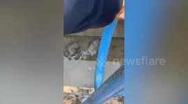 Passerby saves zebra dove bird trapped in unfinished construction site drain