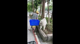 Samoyed dog climbs into basket for ride on electric bike
