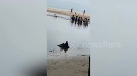 Beached rare whale rescued in southern Thailand