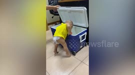 Curious toddler falls into ice container while playing