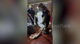 Animal rescuers catch python from family’s living room