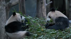 Pandas Eat Bamboo in Chongqing Zoo, China