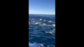 Dolphin pod of 500 off California coast makes for incredible viewing