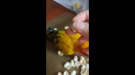 Sun conure parrot helpfully opens pistachio nuts for owner