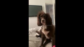 Cocker Spaniel Wakes Up With Crazy Bedhead