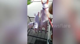 French bulldogs enjoy view from motorcycle sidecar