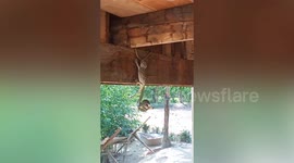 Gecko fights with snake as it tries to save lizard friend