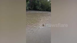 Monkey 'pirates' raid passing tour boat along river