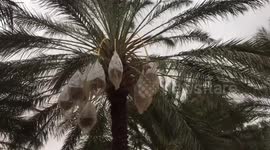 Climate Change and Water Scarcity in the Oasis of South Kebili, Tunisia